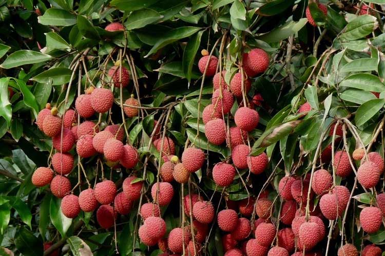 如何選擇荔枝烘干機改善荔枝干果？